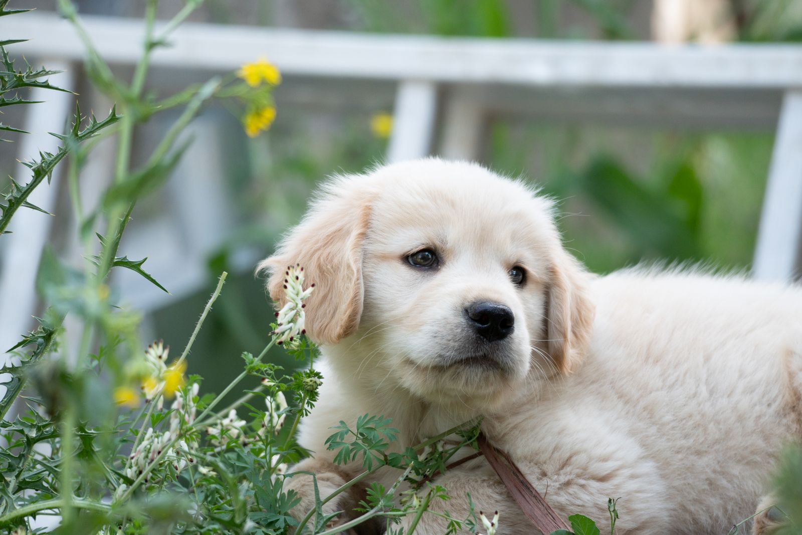 Puppy playing with a ball on the grass
