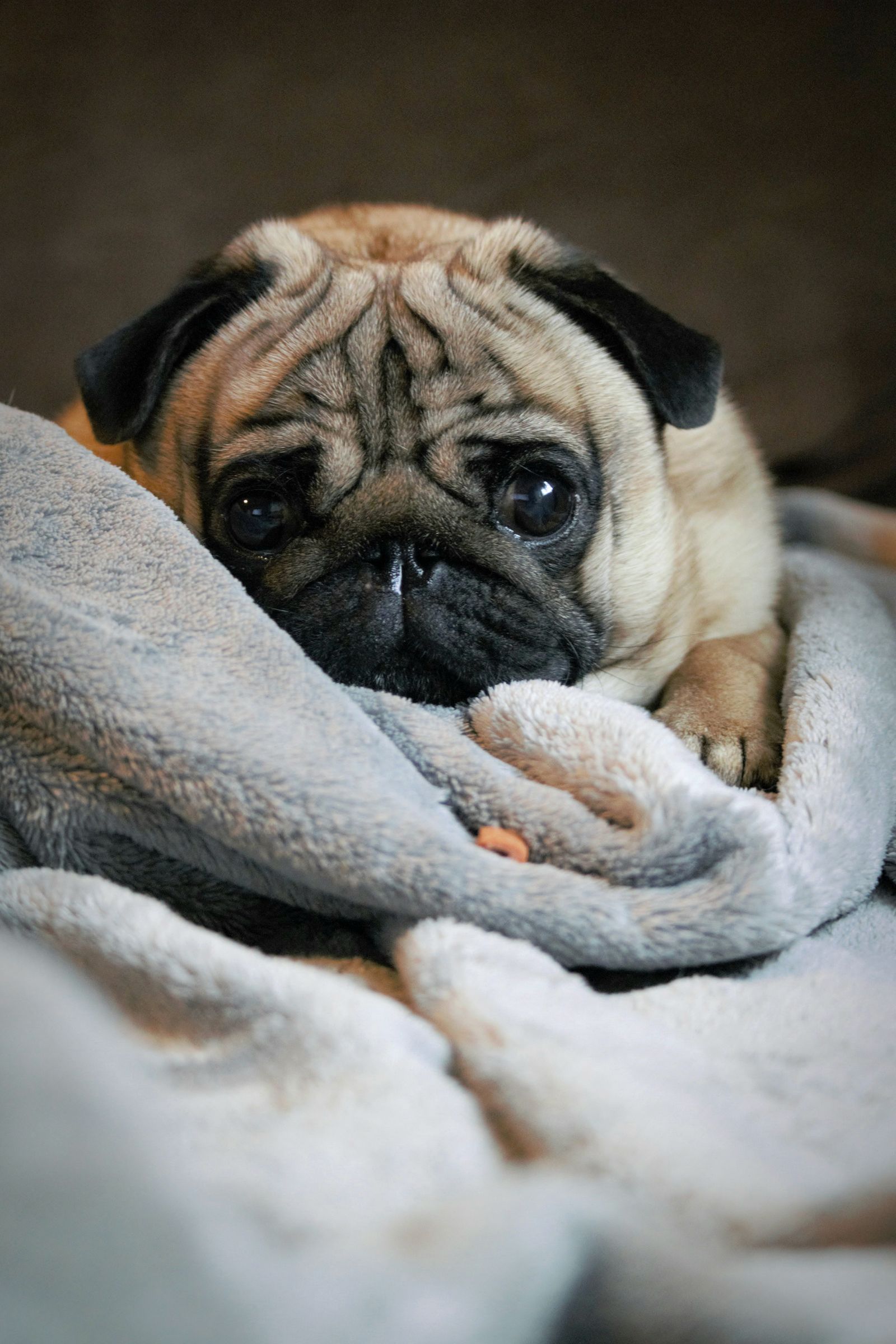 Pug puppy snuggled in a grey blanket