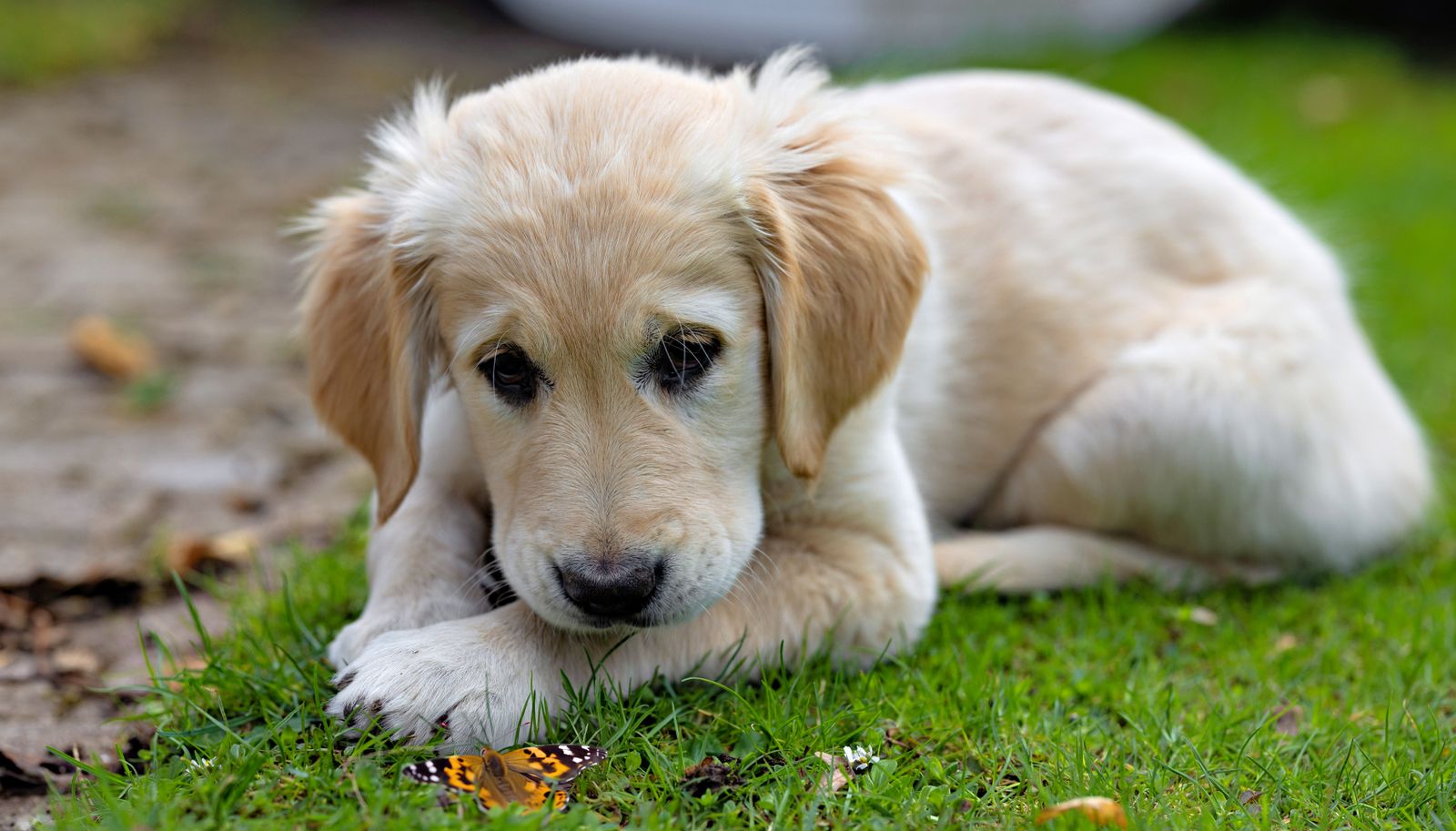 Golden retriever puppy lying on the grass