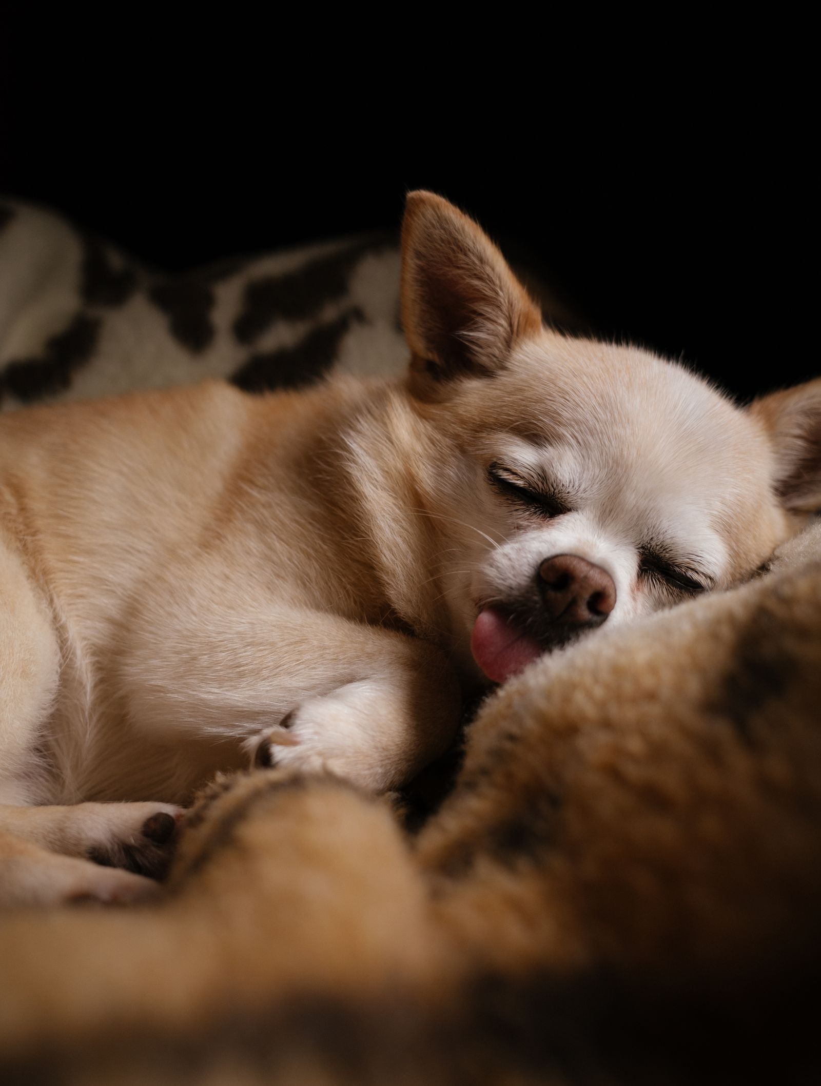 Chihuahua puppy sleeping on a soft blanket